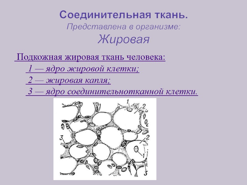 Соединительная ткань. Представлена в организме: Жировая   Подкожная жировая ткань человека:  1